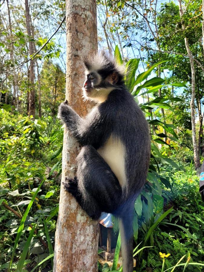 Guest house Jungle Life - Trekking & Transport Only Book With Us